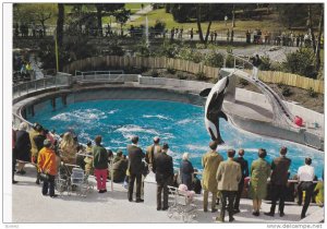 Killer Whale , VANCOUVER , B.C. , Canada , 50-70s