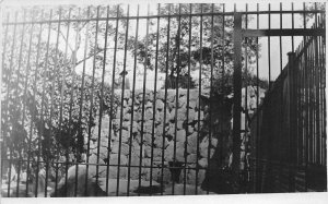 H93/ Chicago Illinois RPPC Postcard c1910 Lincoln Park Bear Pit Zoo 114