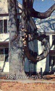 Doughnut Tree - Fryeburg, Maine ME  