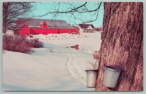 New Hampshire~Maple Sugar Time In Winter~Vintage Postcard