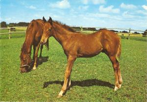 Horse and young. colt.Pasturing Nice Germn postard 1970s. Continental size.