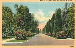 Vintage Postcard 1942 Avenue of Australian Pines & Hibiscus in Florida Tropical