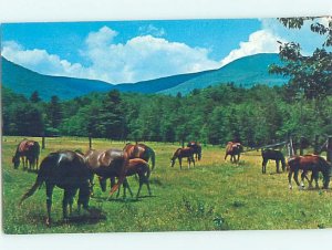 Chrome HORSES SCENE Arlington - Near Manchester Vermont VT AH4446