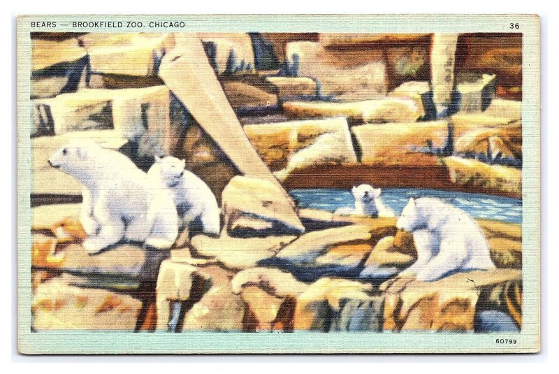 Bears Brookfield Zoo Chicago Illinois Postcard