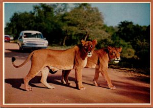 Lioness Kruger National Park South Africa