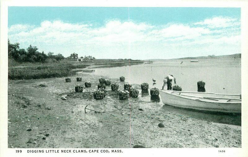 Cape Cod Massachusetts Digging Little Neck Clams West 1920s Postcard 21-4951