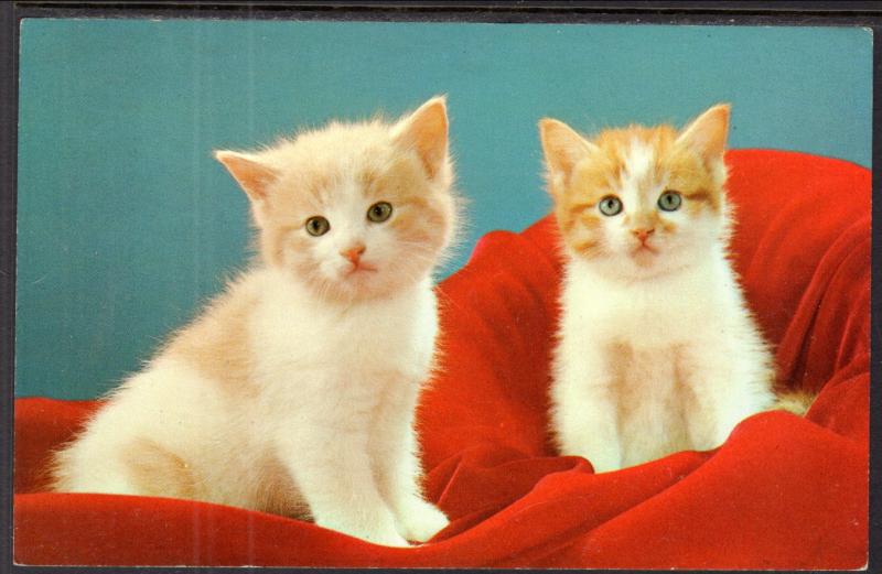 Pair of Kittens BIN