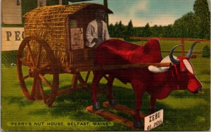 Linen Postcard Perry's Tropical Nut House Zebu and Cart of India Belfast, Maine