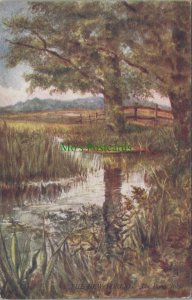 Hampshire Postcard - New Forest, The Pond in July, British Countryside  RS34308