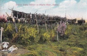 1920, Eskimo Drying Salmon on Pilgrim River, Fairbanks, Used, (PC971)