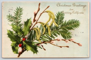 Redding California~Christmas Greeting~Pine Branch~Holly Berry~Pussy Willows~1908