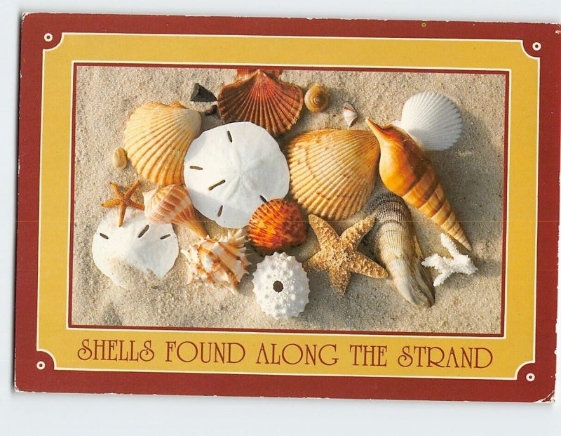 Postcard Shells Found Along the Strand Greetings From South Carolina USA