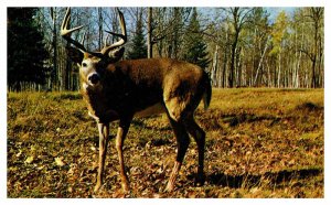 Postcard ANIMAL SCENE Liberty New York NY AQ0623