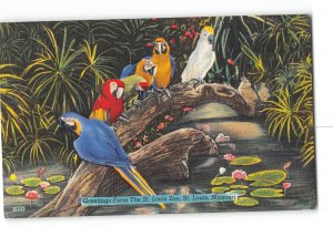 St Louis Missouri MO Postcard 1952 St Louis Zoo Parrots