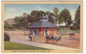 P146 JLs 1930-45 postcard camels park mansion baltimore md