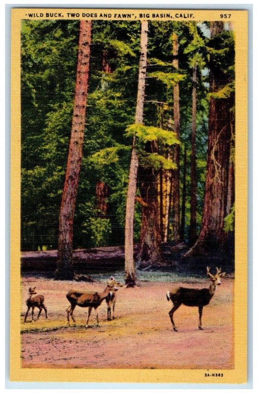 c1940 Wild Buck Deer Santa Cruz Mountains Big Basin California Vintage Postcard