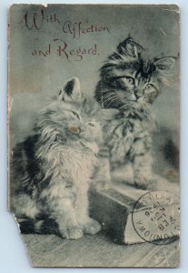 Keokuk Iowa IA Postcard Cat Kittens Haired With Affection And Regards 1906