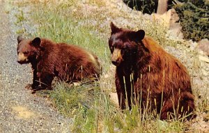 American Black Bear  