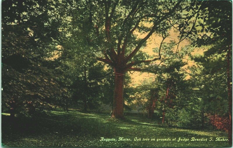 Vtg Postcard Augusta Maine ME Oak Tree on the Grounds of Judge Benedict