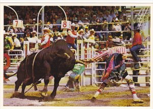 Brahma Bull Riding Calgary Exhibition and Stampede Canada Greatest Outdoor Sh...