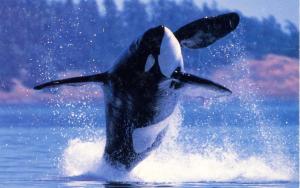 Orca Whale 