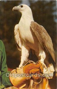 Ocala, FL, USA Solo, White Breasted Sea Eagle Unused 