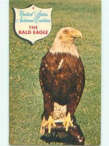 Pre-1980 Patriotic BALD EAGLE BIRDIE - USA NATIONAL EMBLEM AC7065