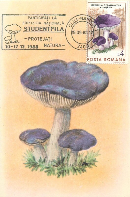 Romania set of 11 maximum cards 1988 mushrooms that can be eaten topic postcards 