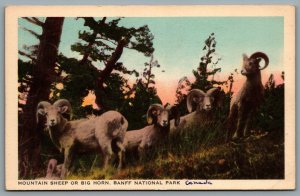 Postcard Bannf Alberta c1930s Mountain Sheep or Big Horn Sheep Byron