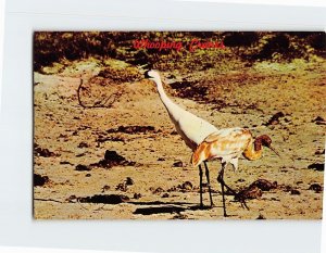 Postcard Adult & Immature Whopping Cranes Austwell Texas USA