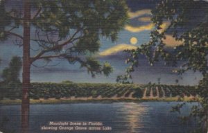 Florida Moonlight Scene Showing Orange Grove Across Lake Curteich