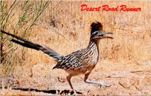 New Mexico - State Bird - Road Runner - [NM-050]