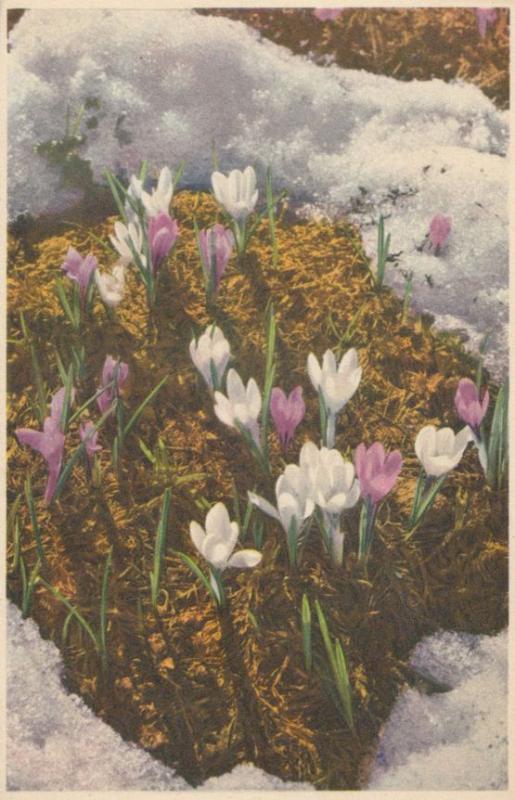 Spring Crocus Vintage Flowers Postcard