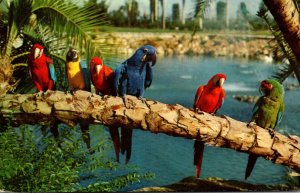 Birds Trained Parrots At Busch Gardens Los Angeles California