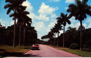 Vero Beach FL - Royal Palms Larry Witt 1960's Cars - 1967 Postcard- 557