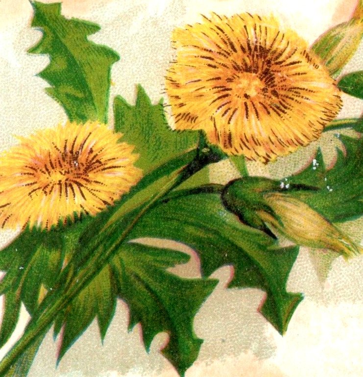 1880s Victorian Trade Cards Dandelion Buttercup Red Clover Daisy Set Of 6 P194