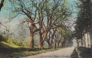 Hawick Branxholme Avenue Roxburghshire Antique Postcard