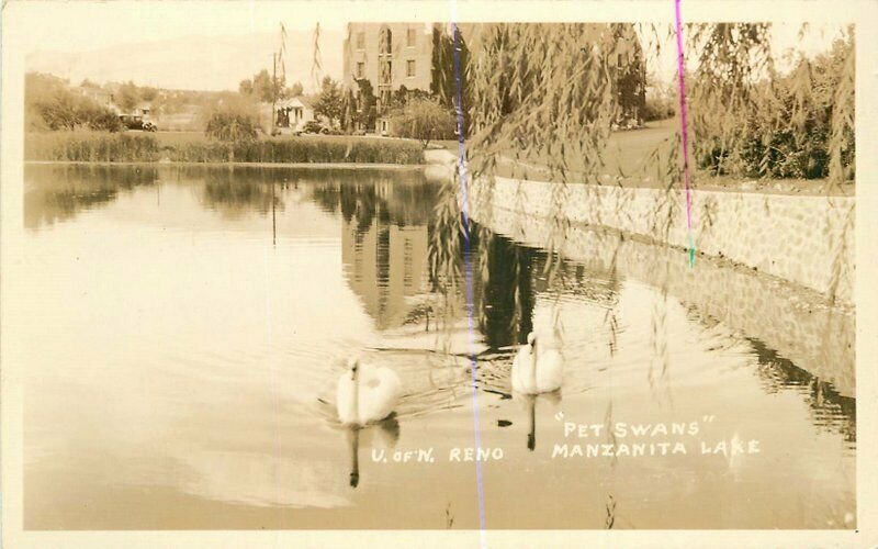 Manzanita Lake Pet Swans U of N Reno 1930s RPPC Photo Postcard 20-7376