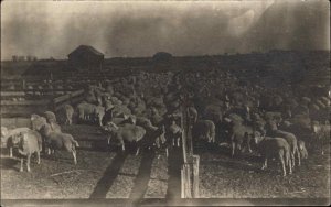 Las Animas Colorado CO Sheep Farm c1910s Real Photo Postcard