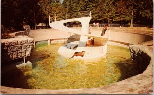 Otters in Stanley Park Zoo Vancouver BC UNUSED Vintage Postcard F80