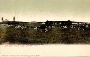 Cows A Pasture Scene Togus Maine