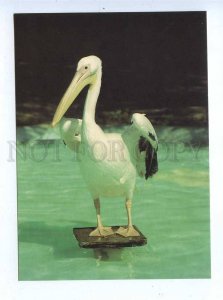 195567 Europe white pelican old postcard