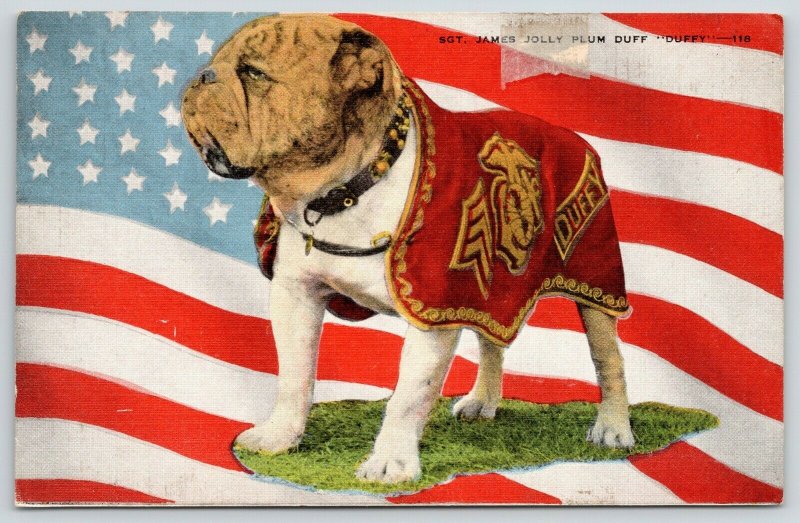 San Diego CA~Marine Corps Mascot~Sgt James Jolly Plum Duff~English Bulldog~1940s