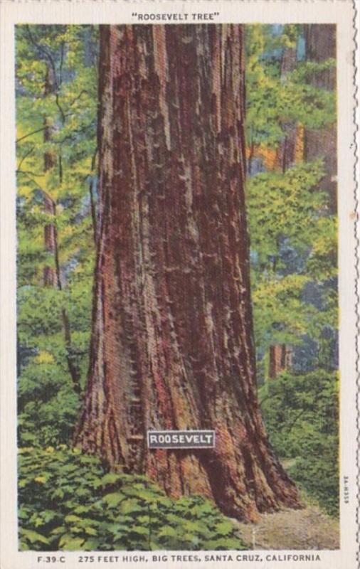 California Santa Cruz Big Trees The Roosevelt Tree Curteich