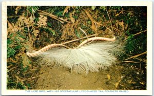 M-63298 The Lyre Bird With His Spectacular Lyre-Shaped Tail Feathers Raised A...