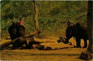 CPM AK THAILAND Well Trained Elephants working in Teak-Wood Forests(345360)