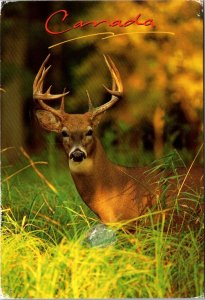 Canada Big Game Series The White Tailed Deer