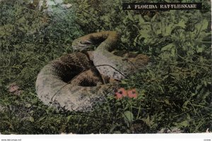 A Florida Rattlesnake , 1911