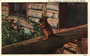 Vintage Postcard 1930's Chipmunk Universal Pet in the Rockies Mountains Colorado