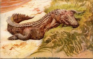 Sleeping Crocodile Along The Roosevelt Tour